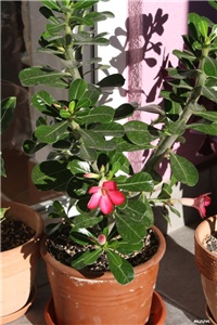 bdb8d200-IMG_6350 adenium.jpg